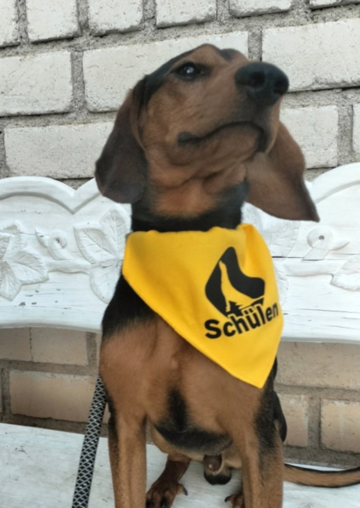 Cachorro con bandana amarilla de Schülen sentado en una banca